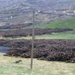 sirnak-agac-e1656495920143