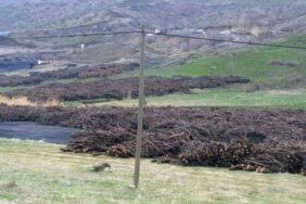 sirnak-agac-e1656495920143