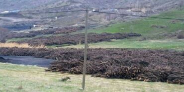 sirnak-agac-e1656495920143