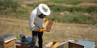 08-2024-15082024-aras2