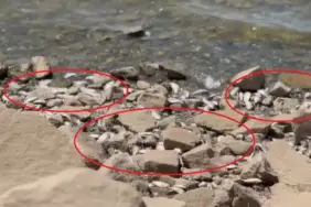 242245876-1729743118