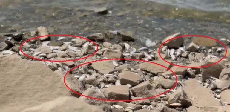 Diyarbakır Devegeçidi Baraj’ında balık ölümü
