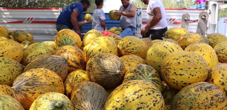 Iğdırlı kavun-karpuz üreticileri: Böyle giderse çiftçiliği bırakacağız