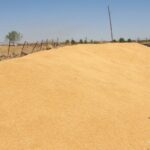 690x390cc-amd-17-08-2024-ciftcilerden-bugday-rop1