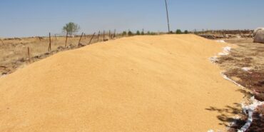 690x390cc-amd-17-08-2024-ciftcilerden-bugday-rop1