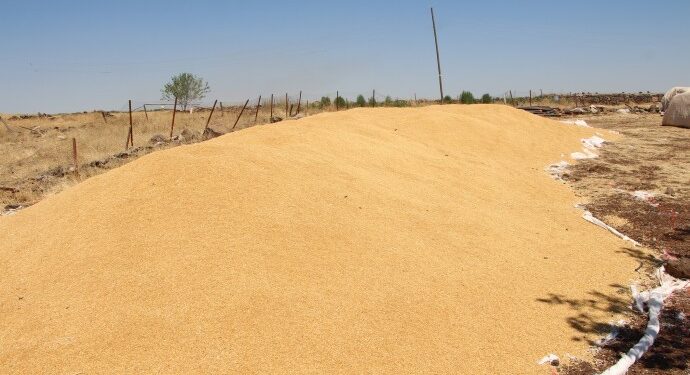 Diyarbakır’da buğday tarlada kaldı!