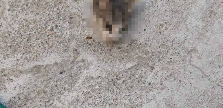 Kayseri’de kafası kesilmiş yavru kedi bulundu