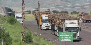 sirnak-agac-katliami-2-750x418