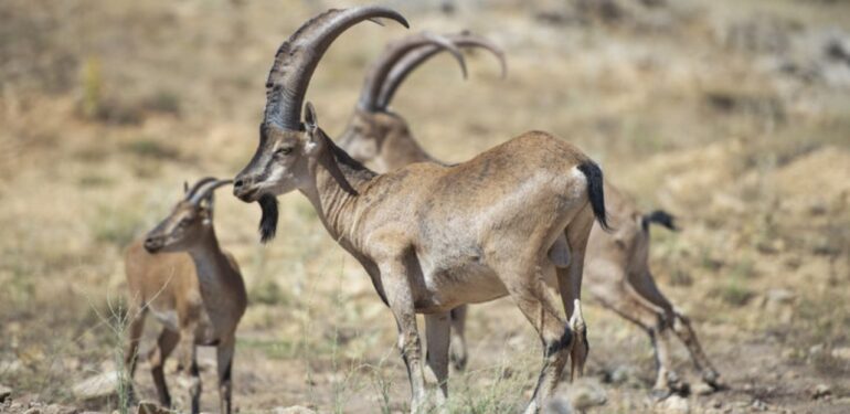 Hayvan kırımı: 13 ilde yaban keçileri ‘ihale’ yoluyla katledilecek