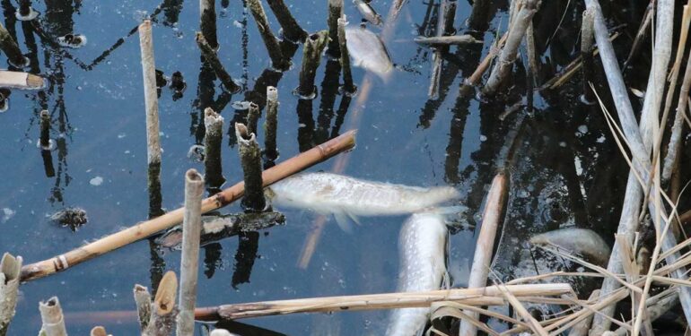 Eymir Gölü’nde balık ölümleri