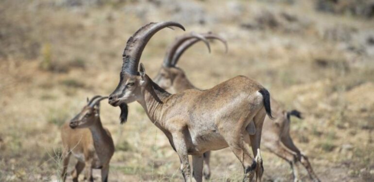 Onlarca yaban keçisi ihaleyle katledilecek