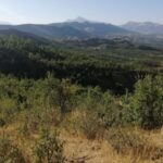 690x390cc-srnk-13-09-2024-besta-kesilen-agaclar-yeseriyor5