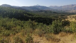690x390cc-srnk-13-09-2024-besta-kesilen-agaclar-yeseriyor5
