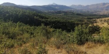 690x390cc-srnk-13-09-2024-besta-kesilen-agaclar-yeseriyor5