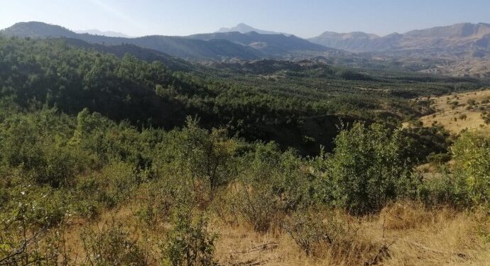 Li Şirnexê darên hatine birîn ji nû ve şîn dibin