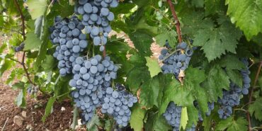 whatsapp-image-2024-09-19-at-16-19-53