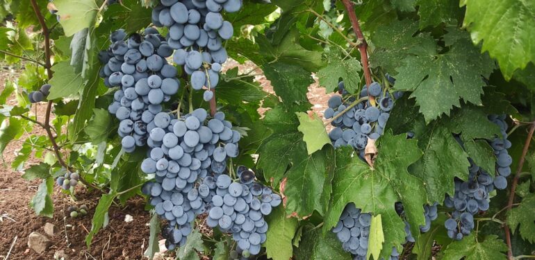 Malatya’da üzüm üreticisi dertli