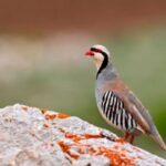 690x390cc-srnk-01-10-2024-necira-kewan-cezaye-pere-birin