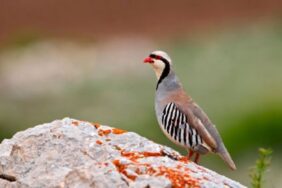 690x390cc-srnk-01-10-2024-necira-kewan-cezaye-pere-birin