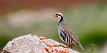 690x390cc-srnk-01-10-2024-necira-kewan-cezaye-pere-birin