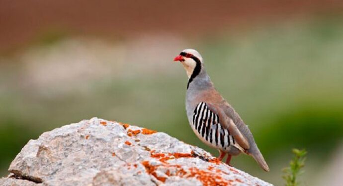 Keklik avlayana para cezası