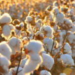 Ekran görüntüsü 2024-10-05 202839