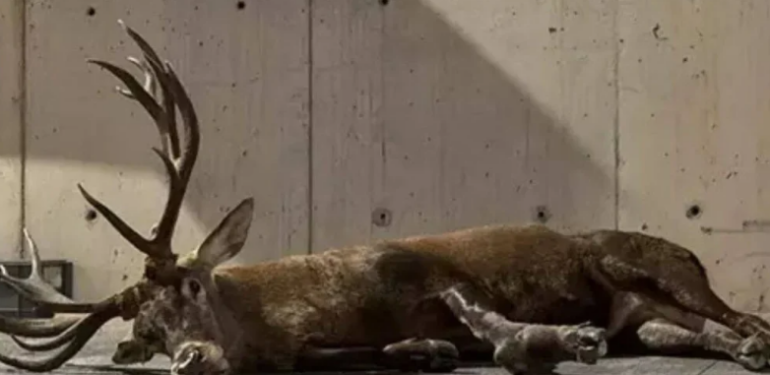 Fabrika bahçesinde yaralı bulunan geyiğin tüfekle vurulduğu ortaya çıktı