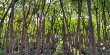 690x390cc-amd-18-11-2024-peyas-belediyesi-fidan-dagitimi