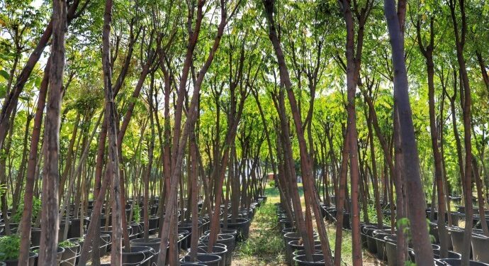 Kayapınar Belediyesi meyve fidesi dağıtıyor