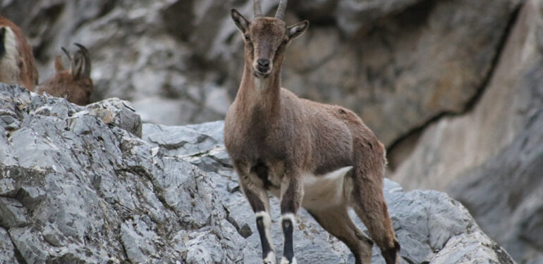 Tarım Bakanlığı, dağ keçilerini “avlatmak” için ihale açtı