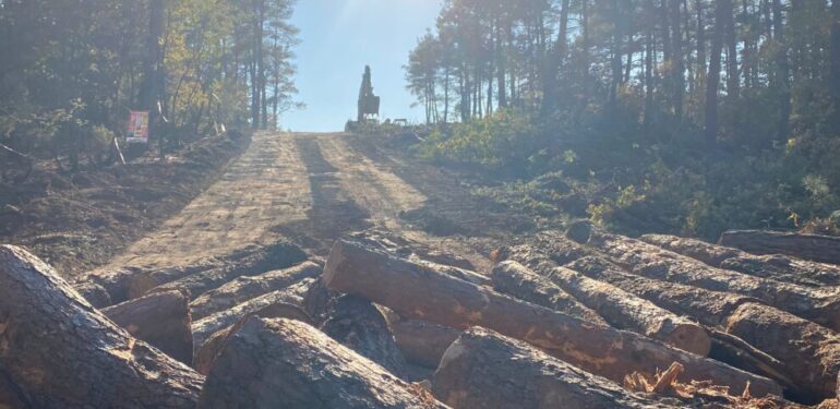 Cengiz Holding’in ağaç kıyımı durmak bilmiyor