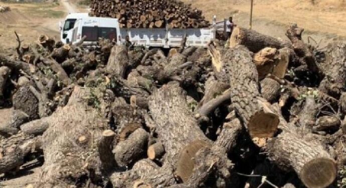 Li Çîyayê Gabarê xweza tê talan kirin