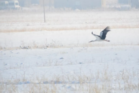 Ekran görüntüsü 2024-12-26 092005