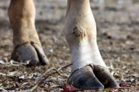 Ekran görüntüsü 2024-12-26 093418