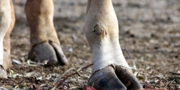 Ekran görüntüsü 2024-12-26 093418