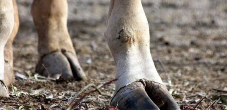 Ağrı’da hayvan hastalığına karşı seferberlik