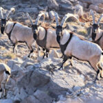 5-milyon-tl-verip-oldurduler-1024x576