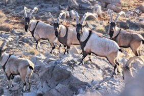 5-milyon-tl-verip-oldurduler-1024x576