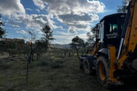 690x390cc-mgl-02-01-2024-akbelende-zeytin-agaclari-sokuluyor3