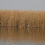 agri-dagi-eteklerindeki-kus-cenneti-tehlikede
