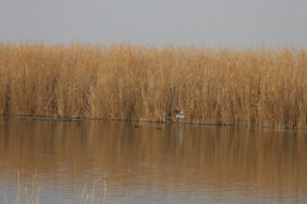 agri-dagi-eteklerindeki-kus-cenneti-tehlikede