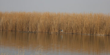 agri-dagi-eteklerindeki-kus-cenneti-tehlikede