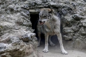 1521954-tokat-ta-kurt-surusu-agila-saldirdi-cok-sayida-hayvan-telef-oldu-62aed678b754c