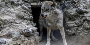 1521954-tokat-ta-kurt-surusu-agila-saldirdi-cok-sayida-hayvan-telef-oldu-62aed678b754c