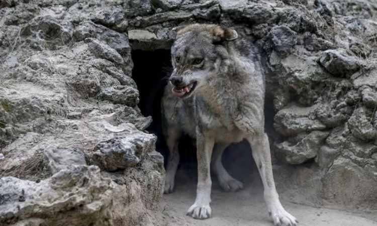 Aç kurtlar köye saldırdı: Yaralılar var