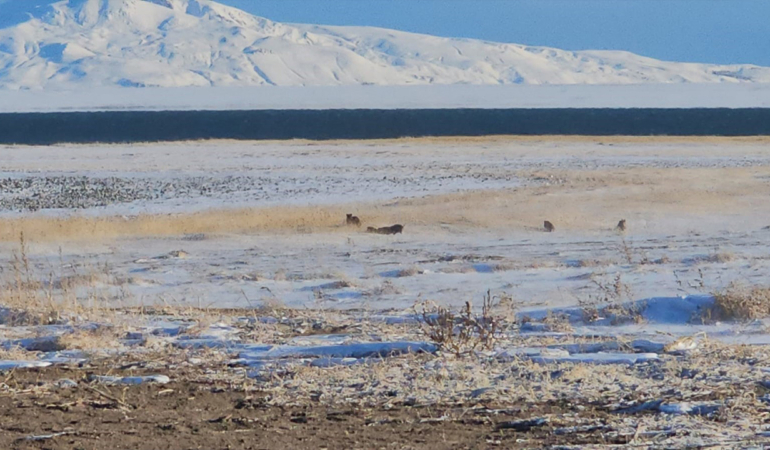 Bitlis’te domuz sürüleri görüntülendi
