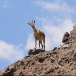 690x390cc-ada-03-02-2025-av-ceza-