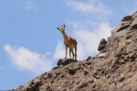 690x390cc-ada-03-02-2025-av-ceza-