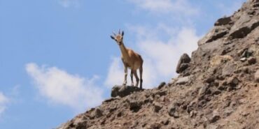 690x390cc-ada-03-02-2025-av-ceza-