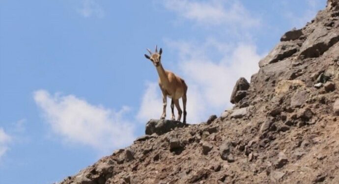 Malatya’da yaban keçisini avlayanlara ceza